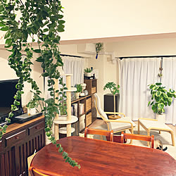 観葉植物/無印良品/ポリシャスフリスビー/エスキナンサスラスタ/猫...などのインテリア実例 - 2019-04-07 18:56:41