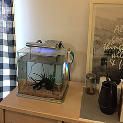 しらほし姫のインテリア実例 Roomclip ルームクリップ