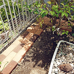 玄関/入り口/庭/レンガ敷きました!/お庭DIY/散った薔薇の花びら対処♪...などのインテリア実例 - 2020-06-02 12:10:35