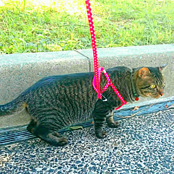 カメラマーク消し/猫と暮らす/外壁塗装ソムリエ/あんぷという名の猫/おじさんと猫...などのインテリア実例 - 2018-01-14 13:31:51