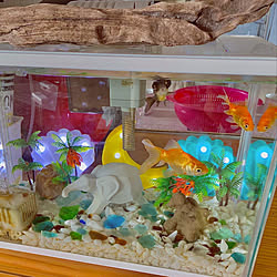 金魚水槽のインテリア実例 Roomclip ルームクリップ