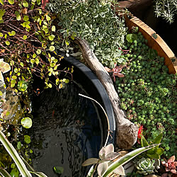 ミニビオトープのインテリア実例 Roomclip ルームクリップ ミニビオトープのインテリア実例 Roomclip ルームクリップ