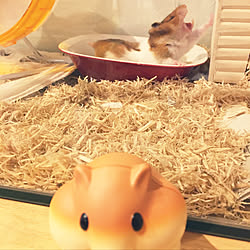 蚊取り線香入れ ぶた キンクマハムスター ハムスターのお家 部屋全体 ミニガーランド などのインテリア実例 18 07 03 34 08 Roomclip ルームクリップ