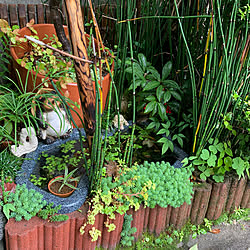 カエル嫌いな人ごめんなさいm Mのインテリア実例 Roomclip ルームクリップ