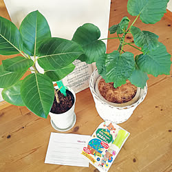 リビング/ガーデニング/植物のある暮らし/害虫対策/アースガーデン...などのインテリア実例 - 2020-04-23 13:28:10