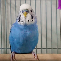 リビング/インコと暮らす家/いいね!ありがとうございます♪/フォロワー様に感謝です !/自己満足( ̄^ ̄)ゞ...などのインテリア実例 - 2017-07-26 08:05:46