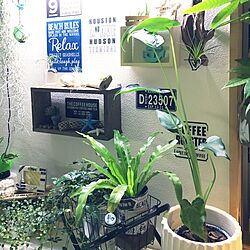 棚/植物が好き/植物のある生活/植物のある部屋/植物のある暮らし...などのインテリア実例 - 2016-07-12 10:04:15
