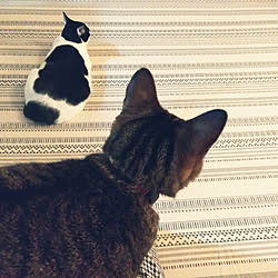 部屋全体 もの久保 Mofumofu 巨大生物 巨大生物画集 などのインテリア実例 21 01 28 34 37 Roomclip ルームクリップ