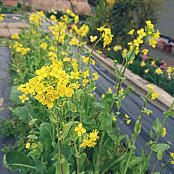 小松菜の花のインテリア実例 Roomclip ルームクリップ