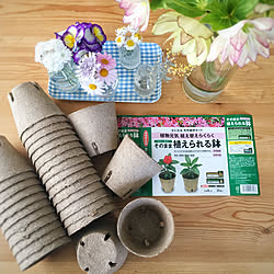 簡単!/そのまま植えられる鉢/天然素材/タネまき/植物のある暮らし...などのインテリア実例 - 2019-04-15 11:35:55