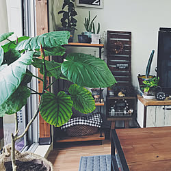 部屋全体/IGやってます/IG→yuki.16.13/雑貨/植物のある暮らし...などのインテリア実例 - 2017-09-06 08:29:35