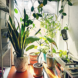 植物育成ライト ニトリ リビング 無印良品 Diy などのインテリア実例 18 04 30 10 22 58 Roomclip ルームクリップ 植物育成ライト ニトリ リビング 無印良品 Diy などのインテリア実例 18 04 30 10 22 58 Roomclip ルームクリップ