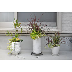玄関/入り口/植物のある暮らし/寄植え/寄植え初心者/パープルファウンテングラス...などのインテリア実例 - 2020-08-23 13:46:46