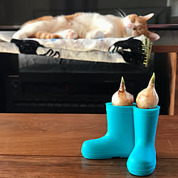リビング/里山/猫/ねこ/ウォールナット...などのインテリア実例 - 2017-12-17 11:28:38
