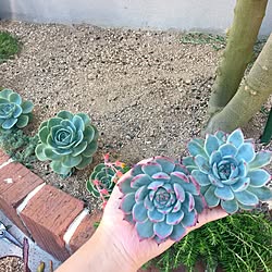 玄関/入り口/多肉植物/GREEN LIFE/ガーデニング/BBHworks...などのインテリア実例 - 2017-05-27 18:01:35