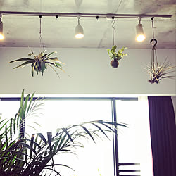植物育成ledライト 吊り下げ観葉植物 コーナン 観葉植物 一人暮らし などのインテリア実例 11 08 09 49 38 Roomclip ルームクリップ 植物育成ledライト 吊り下げ観葉植物 コーナン 観葉植物 一人暮らし などのインテリア実例 11 08 09 49 38 Roomclip ルームクリップ