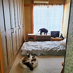 ベッド周り/猫との暮らし/#猫と私の部屋/猫ベッド/猫ベッドDIY...などのインテリア実例 - 2021-11-04 07:57:08