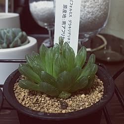 多肉植物 シンビフォルミスのインテリア実例 Roomclip ルームクリップ