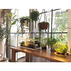 メダカのインテリア実例 Roomclip ルームクリップ メダカのインテリア実例 Roomclip ルームクリップ