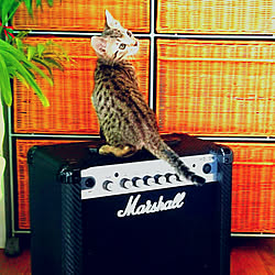 写真機印消し/カメラマーク消し/アンプに乗った猫/catsonamps/猫と暮らす...などのインテリア実例 - 2018-02-02 16:32:26