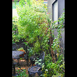 壁/天井/台風の後/花のある暮らし/自然と暮らす/植物のある暮らし...などのインテリア実例 - 2018-09-04 21:46:34
