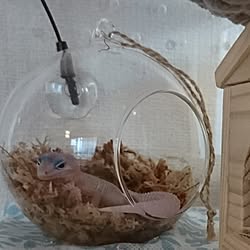 ヒョウモントカゲモドキのインテリア実例 Roomclip ルームクリップ ヒョウモントカゲモドキのインテリア実例 Roomclip ルームクリップ