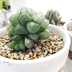 机/ハオルチア/NO GREEN NO LIFE/グリーンのある暮らし/植物love♡...などのインテリア実例 - 2017-04-06 19:54:08