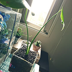 部屋全体/モンステラ/モンステラ増殖中/モンステラ成長記録/モンステラの新芽...などのインテリア実例 - 2017-11-15 09:31:38