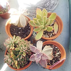 多肉寄せ植え/おぼろ月/NO GREEN NO LIFE/多肉植物/植物...などのインテリア実例 - 2015-02-04 11:38:39