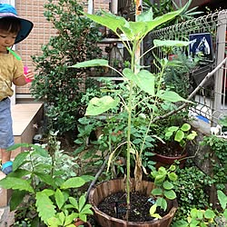 どんぐりの芽のインテリア実例 Roomclip ルームクリップ