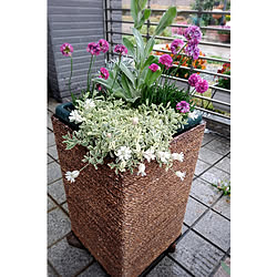 玄関/入り口/癒し/花のある暮らし/イイねありがとうございます♡/コロナウイルスに負けない...などのインテリア実例 - 2020-05-10 15:33:51