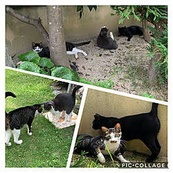 ほぼ飼い猫/箸休め/インテリアじゃなくてごめんなさい/ねこ好き/さくらねこ...などのインテリア実例 - 2020-08-09 12:25:12