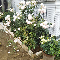 マダムフィガロのインテリア実例 Roomclip ルームクリップ