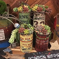 多肉寄せ植え/多肉植物/普及種苗/寄せ植え/多肉...などのインテリア実例 - 2017-02-01 23:34:19