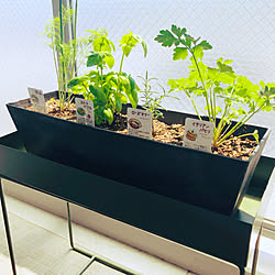 ディル スイートバジル 新婚生活 観葉植物 わが家の観葉植物 などのインテリア実例 05 05 12 49 50 Roomclip ルームクリップ