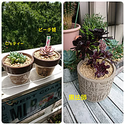 玄関/入り口/多肉植物/ベランダガーデン/リメ鉢/リメ缶...などのインテリア実例 - 2020-06-29 13:32:38
