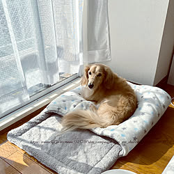 犬の布団のインテリア実例 Roomclip ルームクリップ