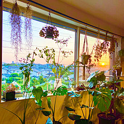 ドライフラワー/夕陽が見える部屋/グリーンのある暮らし/緑のある暮らし/観葉植物のある暮らし...などのインテリア実例 - 2020-06-07 19:16:38