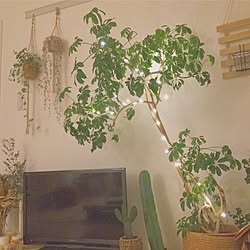 カポック カポックの花 臭い 玄関 入り口 緑 などのインテリア実例 17 07 28 13 17 13 Roomclip ルームクリップ カポック カポックの花 臭い 玄関 入り口 緑 などのインテリア実例 17 07 28 13 17 13 Roomclip ルームクリップ