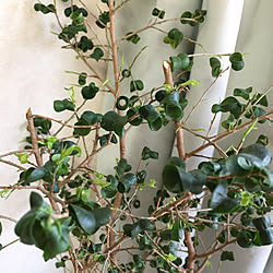 新芽ニョキニョキのインテリア実例 Roomclip ルームクリップ