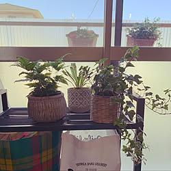 観葉植物/DIY/賃貸/築40年以上/古い家を好きになるDIY...などのインテリア実例 - 2020-01-21 15:11:40