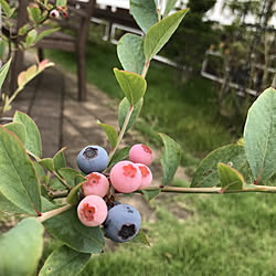 玄関/入り口/輸入住宅/花のある暮らし/暮らしを楽しむ/RCの皆さまに感謝♡...などのインテリア実例 - 2020-08-01 10:04:57