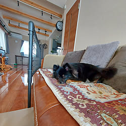 犬 犬のトイレのインテリア実例 Roomclip ルームクリップ