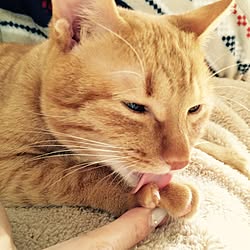 部屋全体/テト君♡/ねこ帰宅部/ねこ/ねこのいる日常...などのインテリア実例 - 2015-10-08 10:39:47
