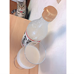 甘酒LIFE/米麹甘酒/麹菌の効果/夏バテしらず/猫のいる暮らし...などのインテリア実例 - 2020-09-13 17:19:45