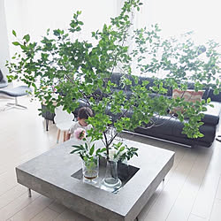 リビング/NO GREEN NO LIFE/マンションインテリア/ig→chiii__stagram/ドウダンツツジ...などのインテリア実例 - 2018-08-22 18:30:50