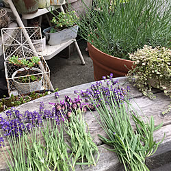 ブルーベリー鉢植えのインテリア実例 Roomclip ルームクリップ