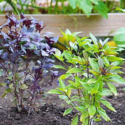 シソ栽培のインテリア実例 Roomclip ルームクリップ