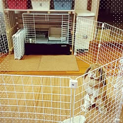 うさぎ すのこdiyのインテリア 手作りの実例 Roomclip ルームクリップ うさぎ すのこdiyのインテリア 手作りの実例 Roomclip ルームクリップ