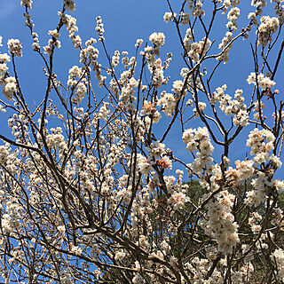 サクランボの木/春だなぁ/花のある暮らし/玄関/入り口のインテリア実例 - 2019-03-05 12:48:41